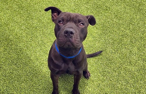 XYLO - American Staffordshire Terrier / Chinese Shar-Pei available for adoption