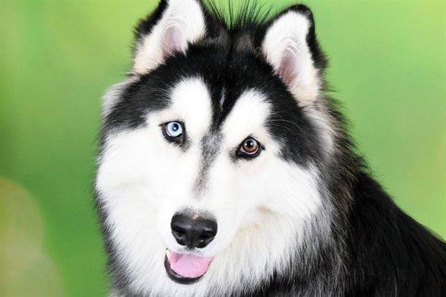 SUNKY - Alaskan Malamute available for adoption