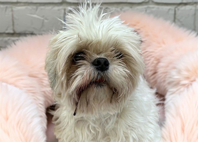 LADY - Shih Tzu available for adoption