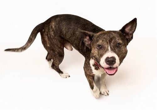 GRIFFIN - American Staffordshire Terrier available for adoption