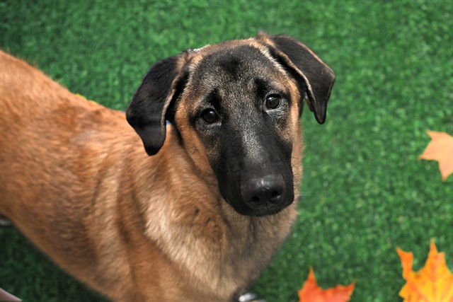 MARIO - Belgian Shepherd Malinois available for adoption