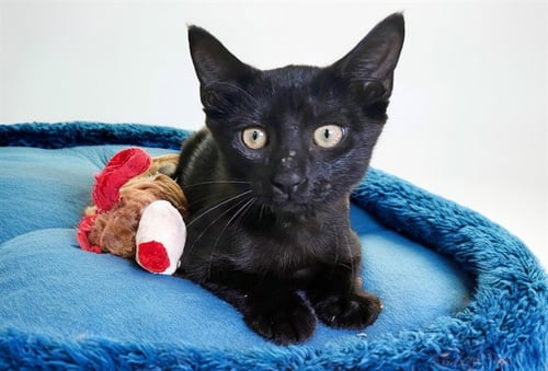 CHEESE - Domestic Short Hair available for adoption