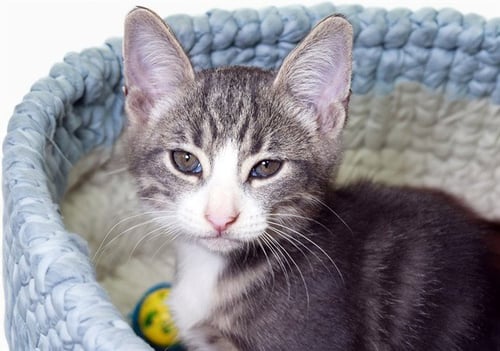 COBWEB - Domestic Short Hair available for adoption