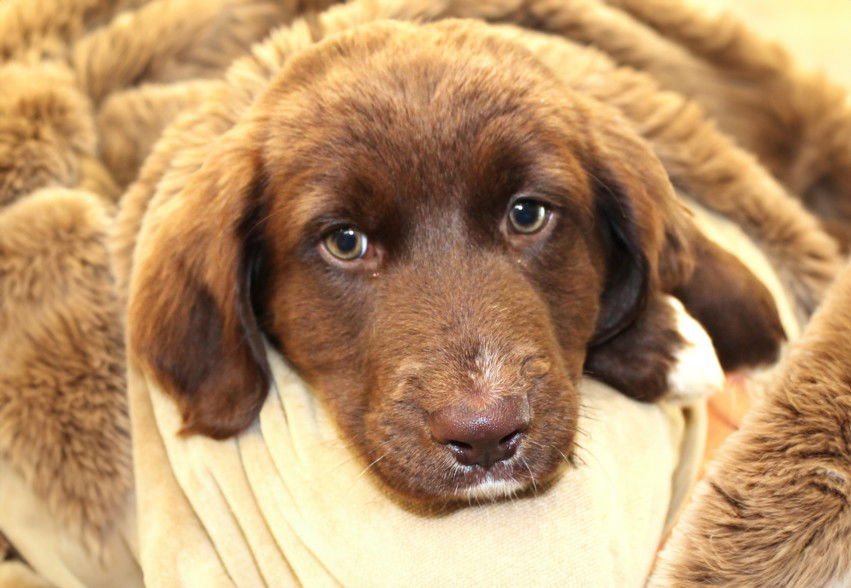 MACY - Labrador Retriever available for adoption