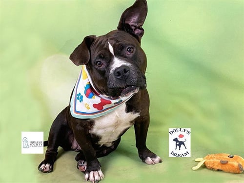 SKY - American Staffordshire Terrier available for adoption
