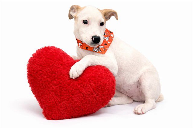 BEE - Labrador Retriever available for adoption