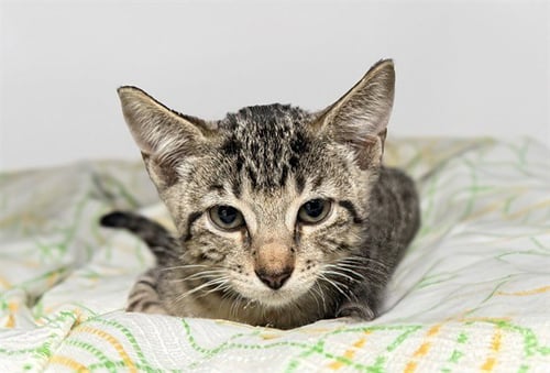 BUDDY - Domestic Short Hair available for adoption