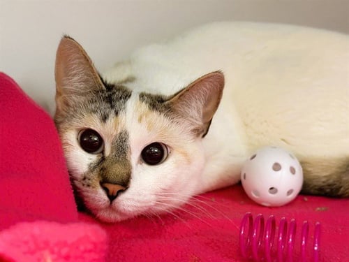 BULMA - Domestic Short Hair available for adoption