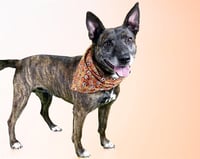 BAILEY - Photo 1