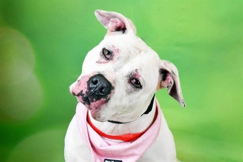 MARY POPPINS - American Staffordshire Terrier available for adoption