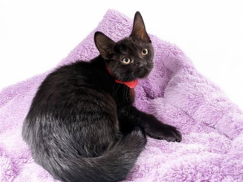 MIDNIGHT - Domestic Short Hair available for adoption
