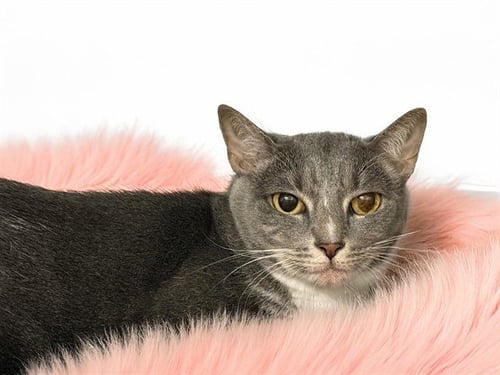 LILY - Domestic Short Hair available for adoption