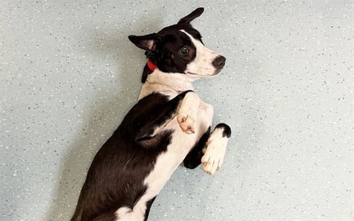 AMERICANA - Labrador Retriever available for adoption