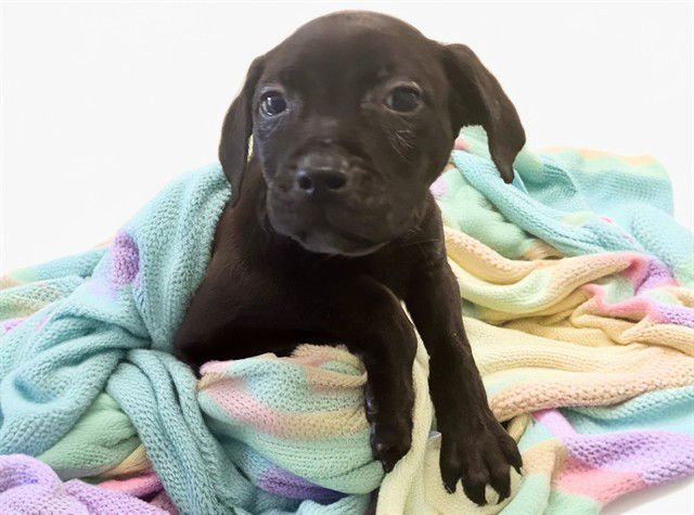 TOBY - Labrador Retriever available for adoption
