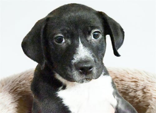 DOMINIC - American Staffordshire Terrier available for adoption