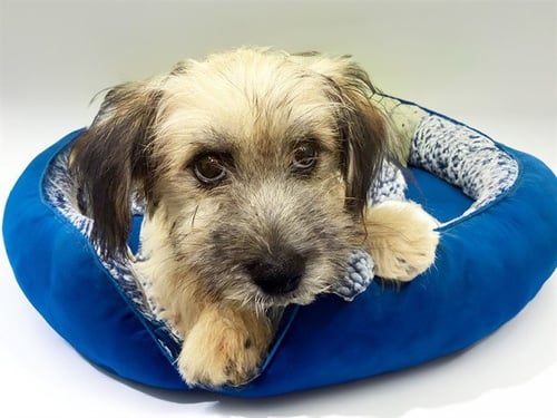 MARLIN - Wheaten Terrier available for adoption