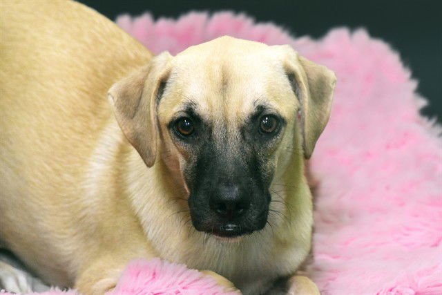 ROMA - Labrador Retriever available for adoption