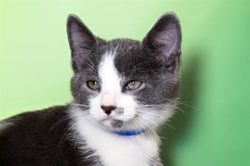 CRESCENT - Domestic Short Hair available for adoption