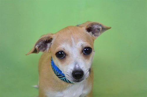 PETE - Chihuahua available for adoption