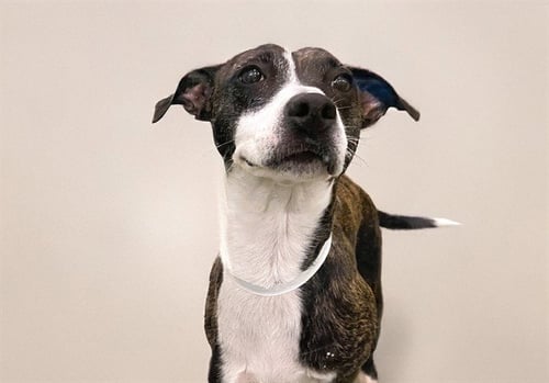 TINA - Australian Kelpie available for adoption