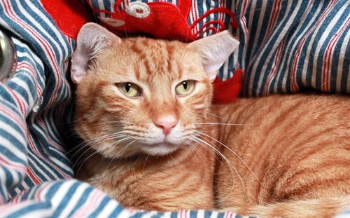 JESSE - Domestic Short Hair available for adoption