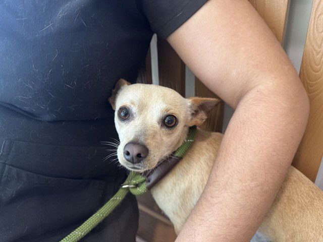 MARINO - Chihuahua available for adoption
