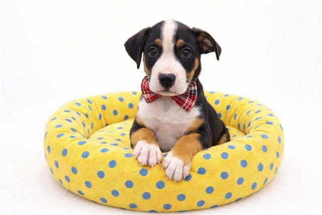 BATMAN - Pointer available for adoption