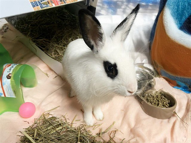 POPTART - Shorthaired Rabbit available for adoption