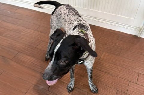 STRAY NOT AVAILABLE - German Shorthaired Pointer available for adoption
