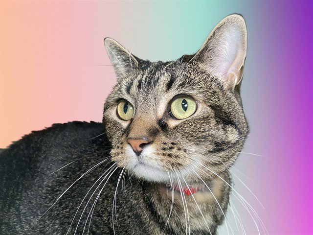 LEA Image