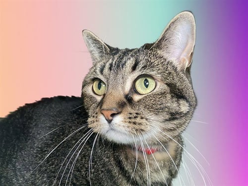 LEA - Domestic Short Hair for adoption in Hollywood