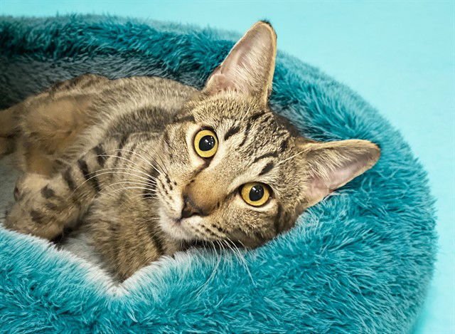 CHOCOLATE - Domestic Short Hair available for adoption