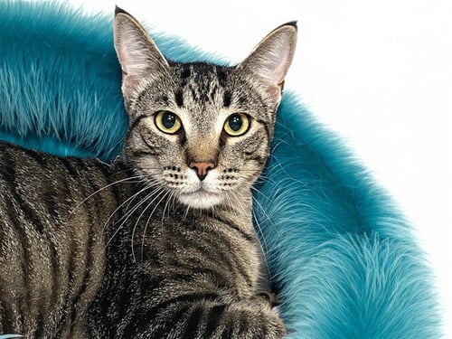 COOPER - Domestic Short Hair available for adoption