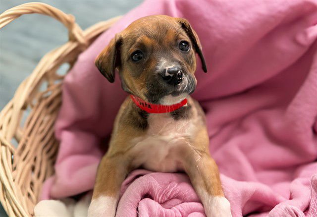 BARBARA - American Staffordshire Terrier available for adoption