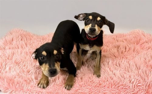 JANICE - Labrador Retriever available for adoption