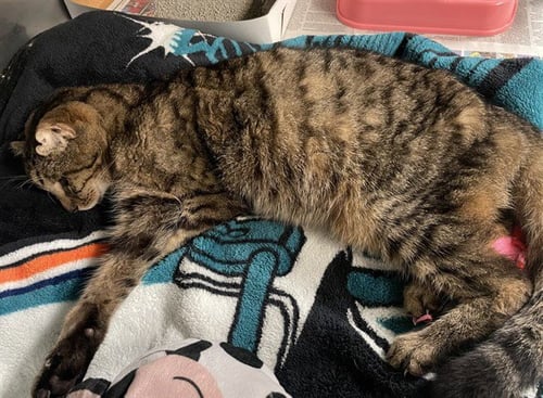 STRAY NOT AVAILABLE - Domestic Short Hair available for adoption