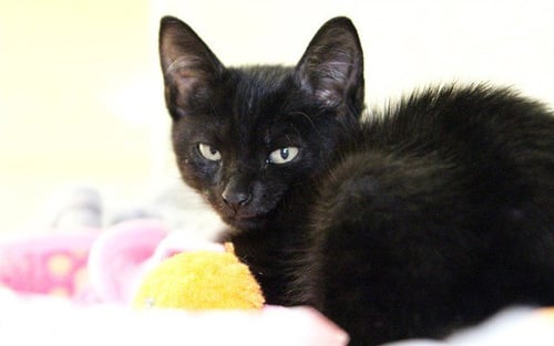 BUG - Domestic Short Hair available for adoption