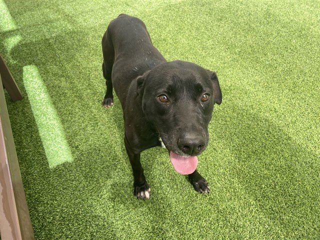 JASPER - Labrador Retriever available for adoption