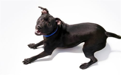 KIMIKO - American Staffordshire Terrier available for adoption