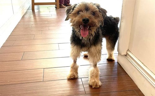 STRAY NOT AVAILABLE - Yorkshire Terrier Yorkie available for adoption