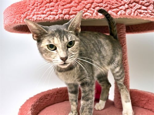 AMORA - Domestic Short Hair available for adoption
