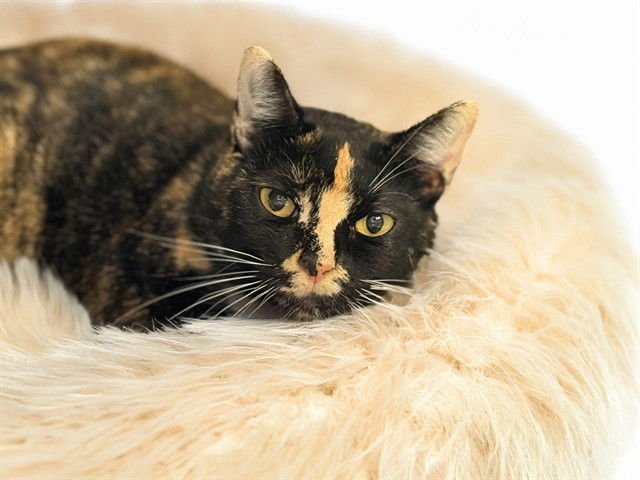 PATCHES - Domestic Short Hair available for adoption