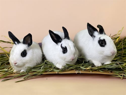 LUFTHANSA - Shorthaired Rabbit available for adoption