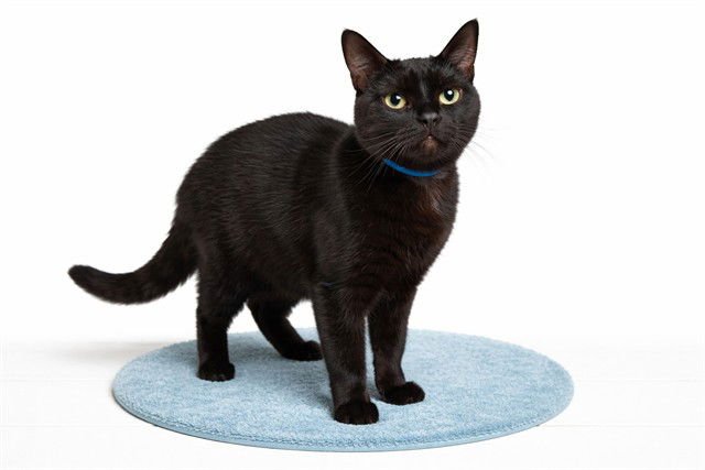 LARRY - Domestic Short Hair available for adoption