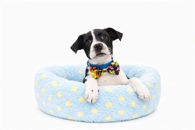 MIKE - Labrador Retriever available for adoption