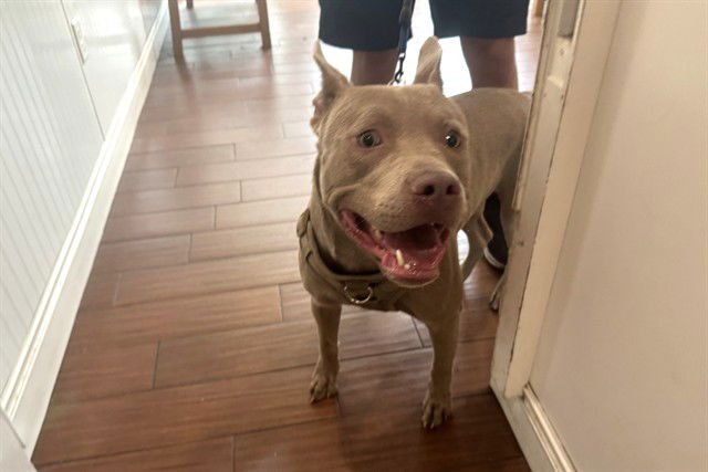 CHICO - American Staffordshire Terrier available for adoption