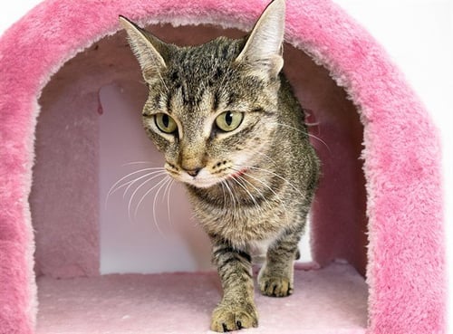 MICRO - Domestic Short Hair for adoption in Pembroke Pines