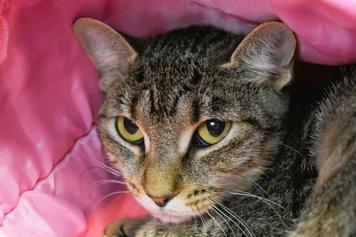 MICRO - Domestic Short Hair available for adoption