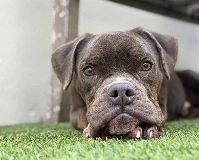 LEFTY - American Bulldog available for adoption