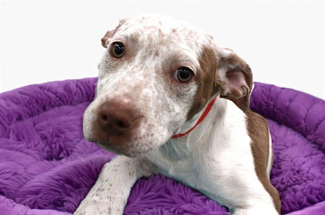 FIRE - American Staffordshire Terrier available for adoption